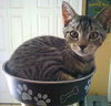Chester the Sweetie Pie Kitten