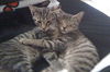 Chester the Sweetie Pie Kitten