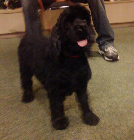 Velvet the Sweet Cocker Spaniel