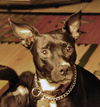 Beauty the Terrier Momma