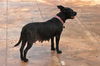 Beauty the Terrier Momma