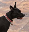 Beauty the Terrier Momma