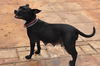 Beauty the Terrier Momma