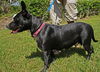 Beauty the Terrier Momma