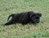 Bear the Baby Terrier