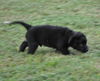 Bear the Baby Terrier