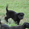 Bear the Baby Terrier