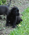 Bear the Baby Terrier
