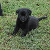 Bear the Baby Terrier