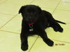 Bear the Baby Terrier