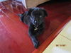 Bear the Baby Terrier