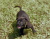 GiGi the Baby Terrier