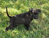 GiGi the Baby Terrier