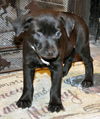 Teddy the Baby Terrier