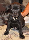 Teddy the Baby Terrier