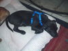 Teddy the Baby Terrier