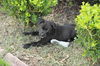 DeDee the Baby Terrier