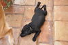 DeDee the Baby Terrier