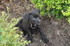 DeDee the Baby Terrier