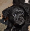 BeBee the Baby Terrier