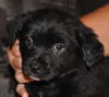 BeBee the Baby Terrier