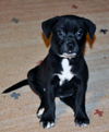 CeCe the Baby Terrier