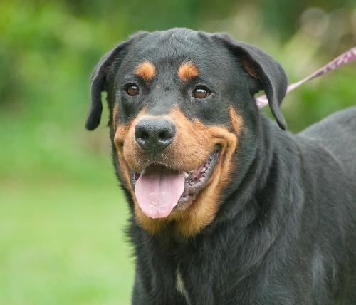 Kenzington the Friendly Rottie