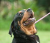 Kenzington the Friendly Rottie