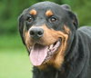 Kenzington the Friendly Rottie