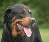 Kenzington the Friendly Rottie