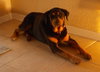 Kenzington the Friendly Rottie