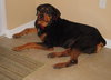 Kenzington the Friendly Rottie