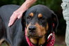 Kenzington the Friendly Rottie