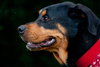 Kenzington the Friendly Rottie