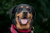 Kenzington the Friendly Rottie