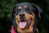 Kenzington the Friendly Rottie