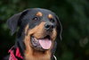 Kenzington the Friendly Rottie