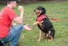 Kenzington the Friendly Rottie