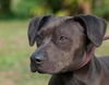 Bella the Shy Terrier Shar Pei