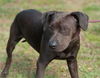 Bella the Shy Terrier Shar Pei
