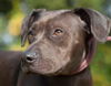 Bella the Shy Terrier Shar Pei