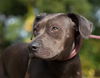 Bella the Shy Terrier Shar Pei