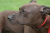 Bella the Shy Terrier Shar Pei