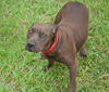 Bella the Shy Terrier Shar Pei