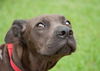 Bella the Shy Terrier Shar Pei