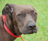 Bella the Shy Terrier Shar Pei