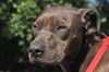 Bella the Shy Terrier Shar Pei