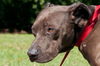 Bella the Shy Terrier Shar Pei