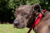 Bella the Shy Terrier Shar Pei