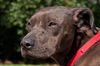 Bella the Shy Terrier Shar Pei